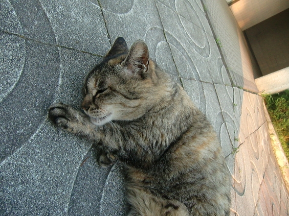 Cat pictures｜ねむい…