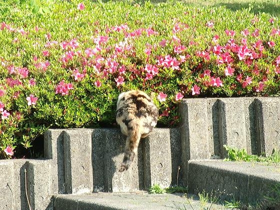 Cat pictures｜頭隠して…