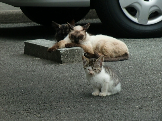 Cat pictures｜眠い、眠い、眠い…