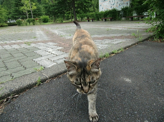 Cat pictures｜ぶつかる～