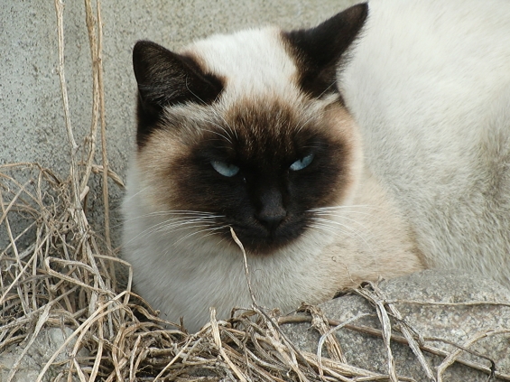 Cat pictures｜流し目