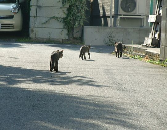 Cat pictures｜朝の散歩