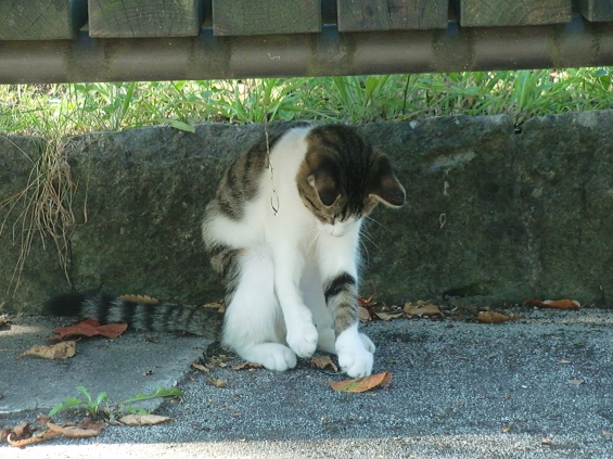 Cat pictures｜見事なグローブさばき！