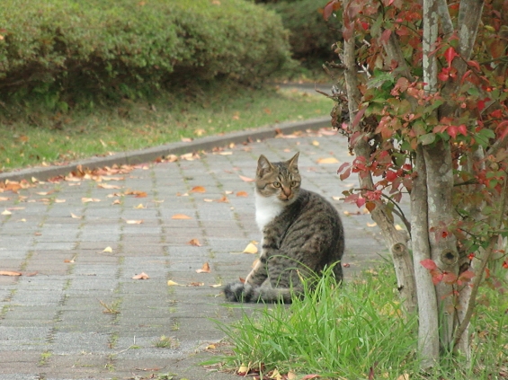 Cat pictures｜背後に気配が・・・