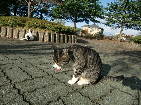 Cat pictures｜えへっ^^