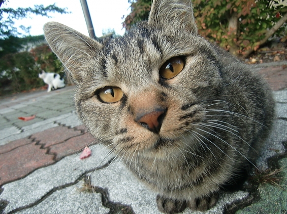 Cat pictures｜じぃーっと…