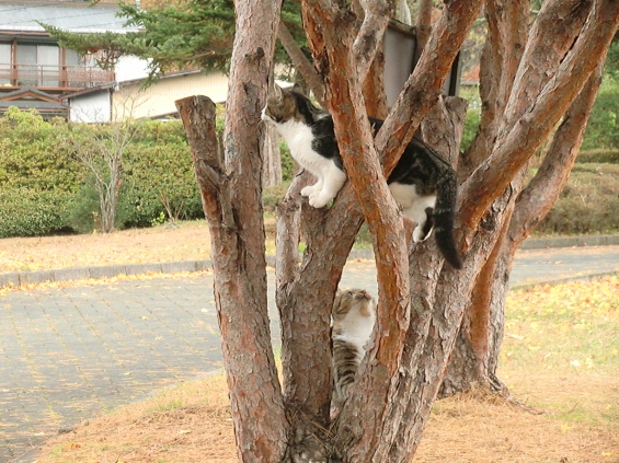 Cat pictures｜木登りごっこ