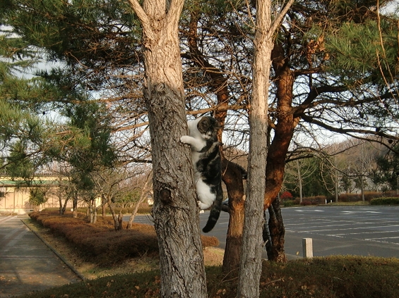 Cat pictures｜降りれるかなぁ…(・_・;)