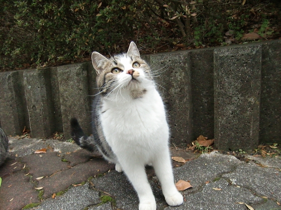 Cat pictures｜にゃんだっ？