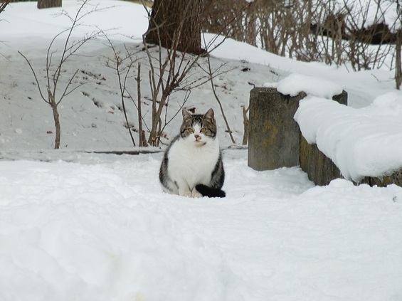 Cat pictures｜ようこそ、雪の国へ