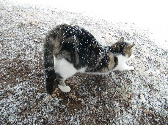 Cat pictures｜背中の雪とってぇ～