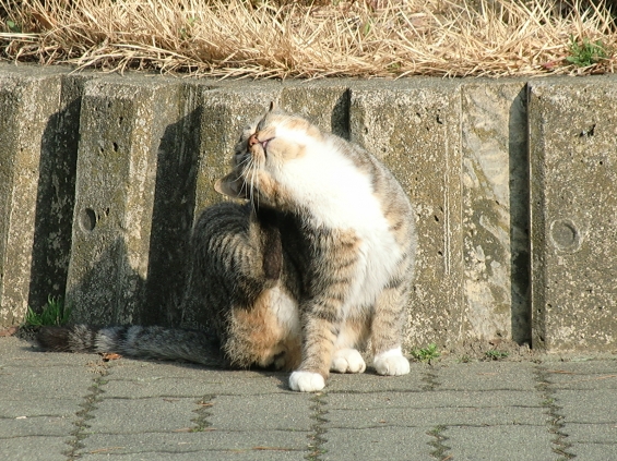 Cat pictures｜弓なり！