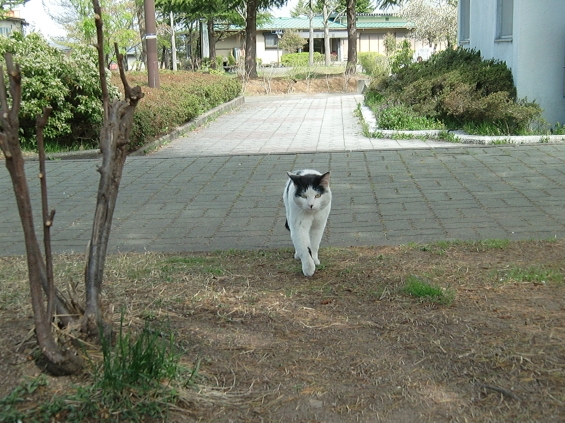 Cat pictures｜おうおうっ！