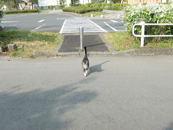 Cat pictures｜いらっしゃ～い♪
