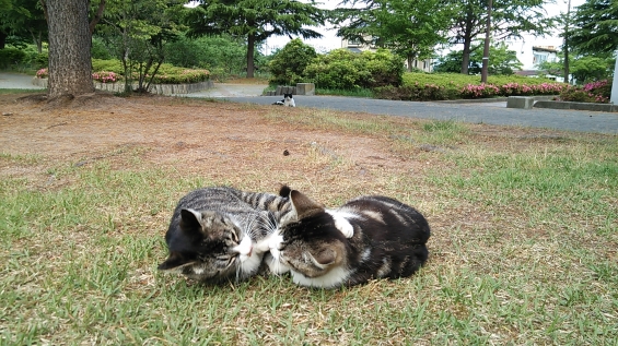 Cat pictures｜じぃーっと見つめる…