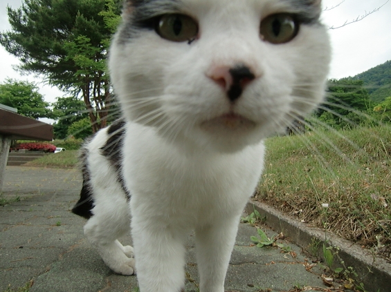 Cat pictures｜近過ぎっ(-_-;)