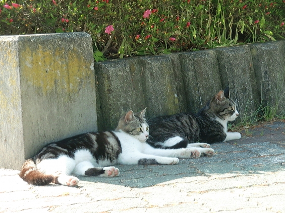 Cat pictures｜涼んでます♪