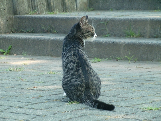 Cat pictures｜じぃーっと…