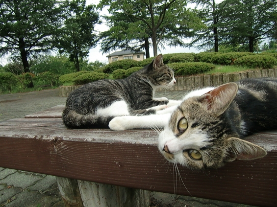 Cat pictures｜な～に～^^