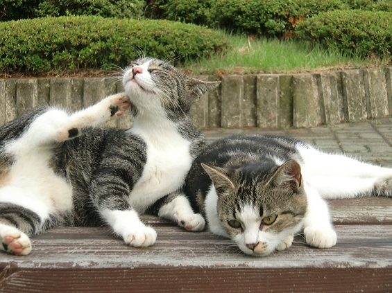 Cat pictures｜退屈だニャ…