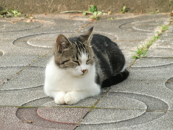 Cat pictures｜ねむいにゃ…
