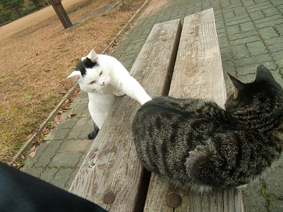 Cat pictures｜タッチ♪