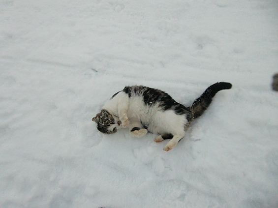 Cat pictures｜冷た～い！