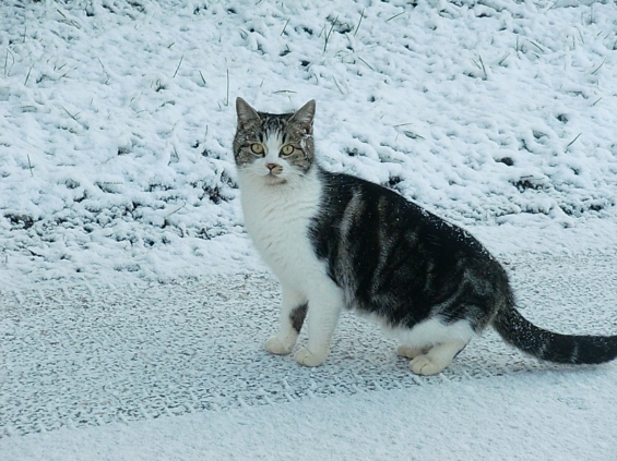 Cat pictures｜大雪にビックリ！