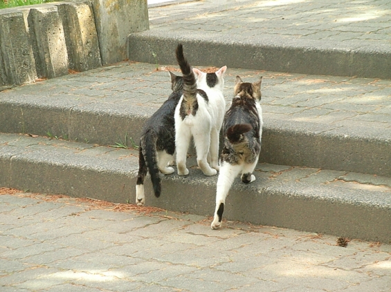 Cat pictures｜シッポが今の気持ちを…