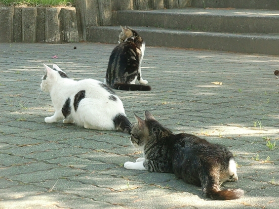Cat pictures｜３猫３様