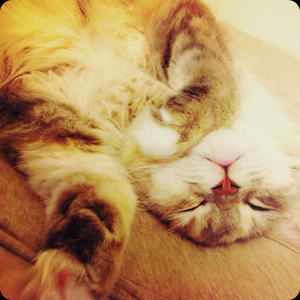 Cat pictures｜zzz