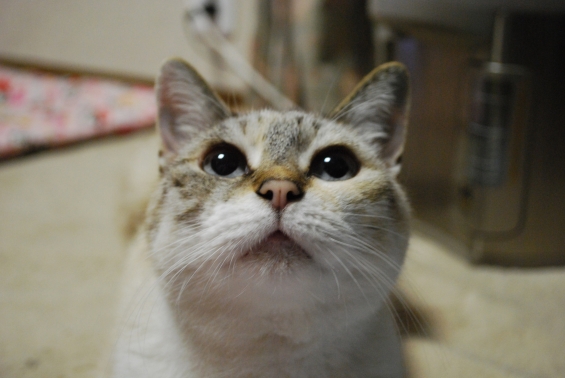Cat pictures｜鰹節くれの顔
