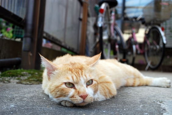 Cat pictures｜いけめん