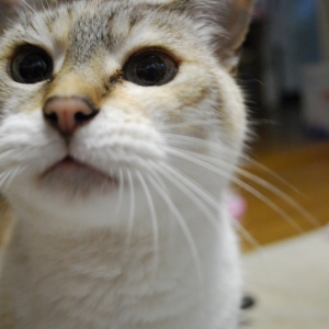 Cat pictures｜みゃーこ