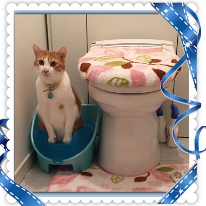 Cat pictures｜おトイレ中