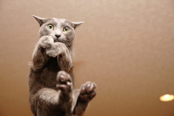 Cat pictures｜Flying?Slapping?