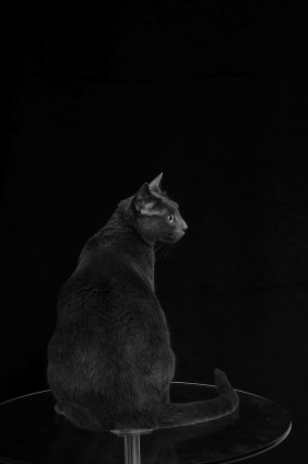 Cat pictures｜Black in black