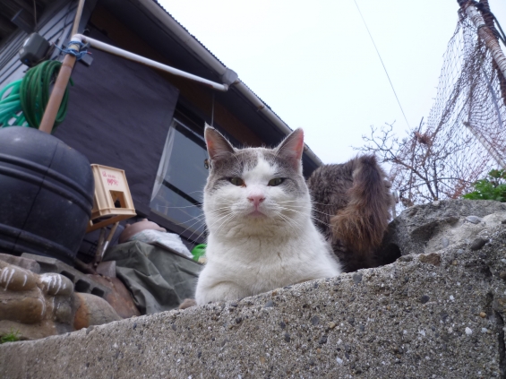 Cat pictures｜見下ろすねこ