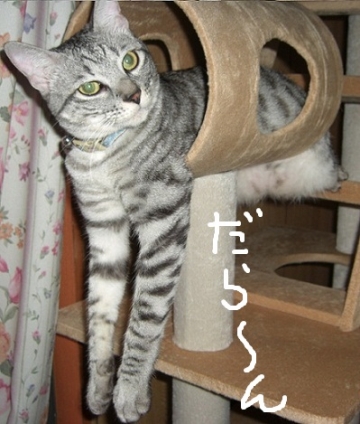 Cat pictures｜だら～ん
