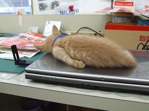 Cat pictures｜左手痛かろう