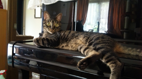 Cat pictures｜ピアノの上で寝てましたが、何か？