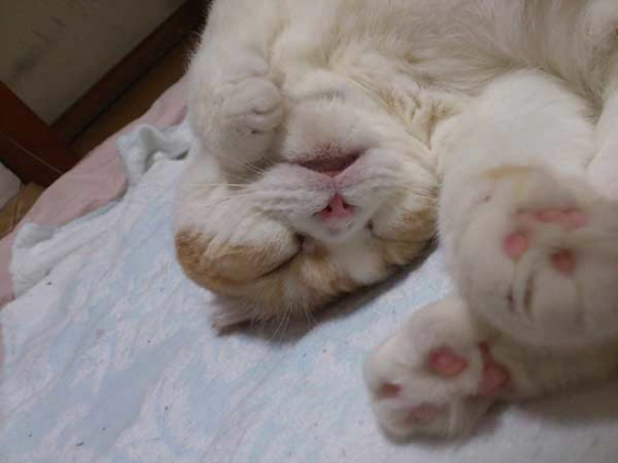 Cat pictures｜ぐねってZzz。。