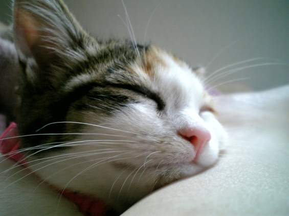 Cat pictures｜zZZ・・・
