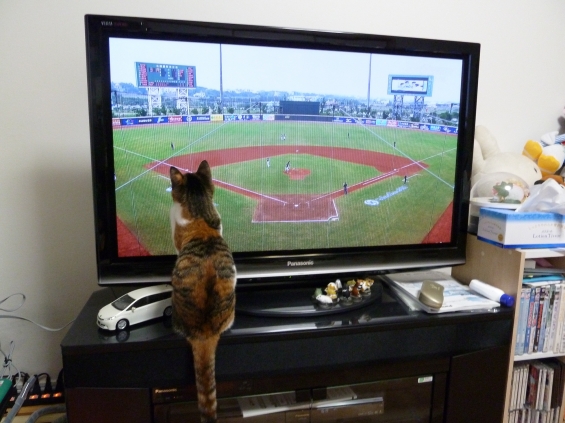 Cat pictures｜野球観戦