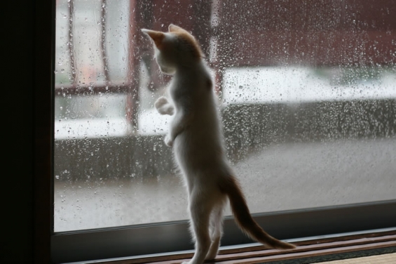 Cat pictures｜雨の日の猫。