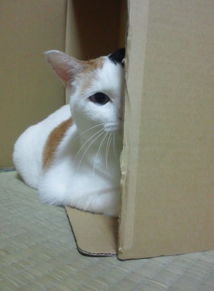 Cat pictures｜…見たな～？
