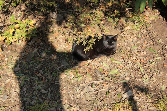 Cat pictures｜黒いツーショット
