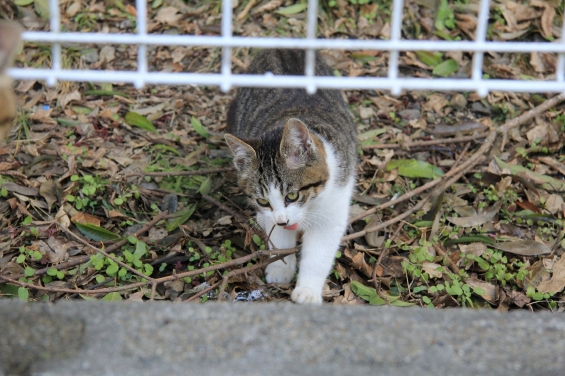 Cat pictures｜小枝で遊ぶ子猫