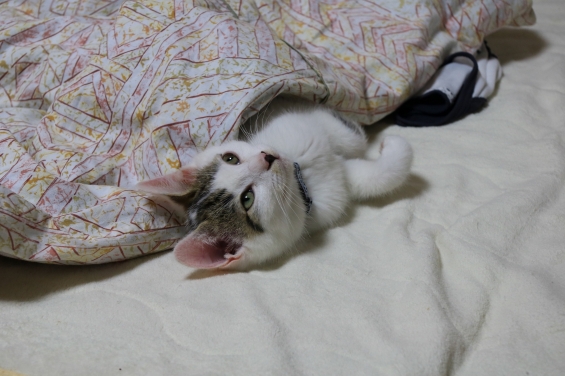 Cat pictures｜お布団の中で寝るのが大好き！