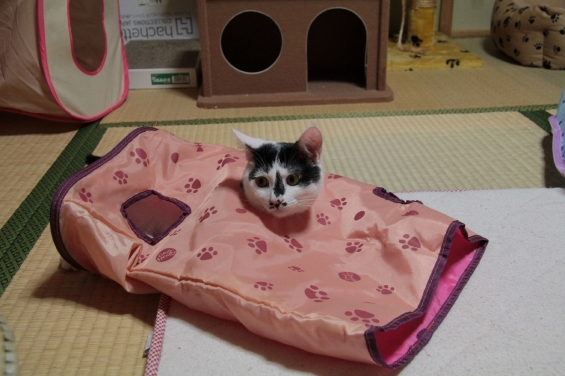 Cat pictures｜トンネルから顔出し